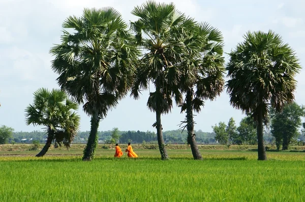 Palmeira no campo de arroz — Fotografia de Stock