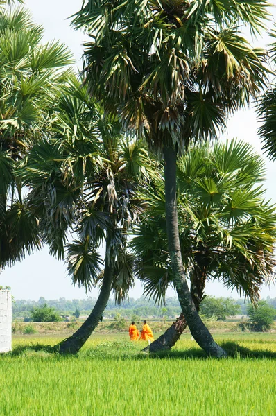 Palm tree on rice field — Stock Photo, Image