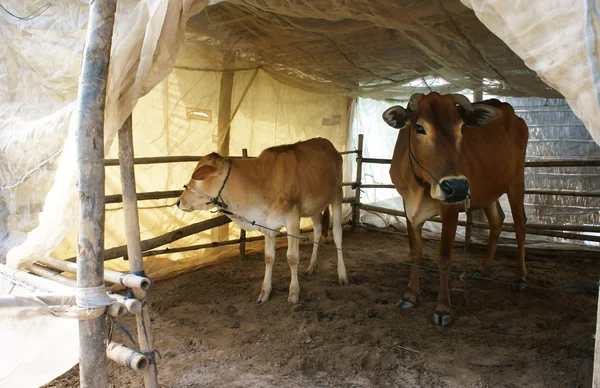 Cowshed with mosquito net — Stock Photo, Image