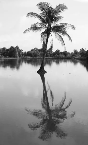 Kokosová palma odrážejí na vodě — Stock fotografie