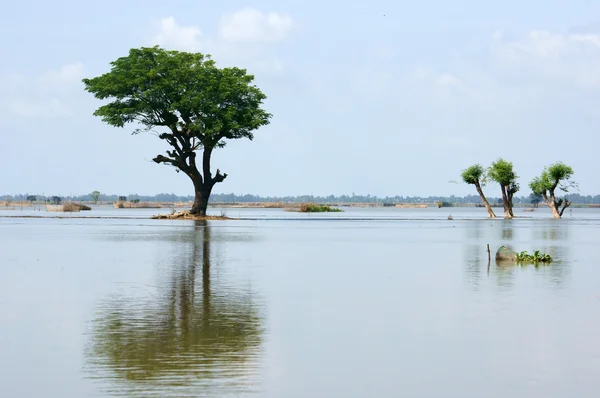 Trees reflect on water — Stock Photo, Image