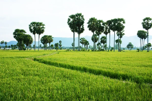 O caminho no campo de arrozal verde e palmeiras — Fotografia de Stock