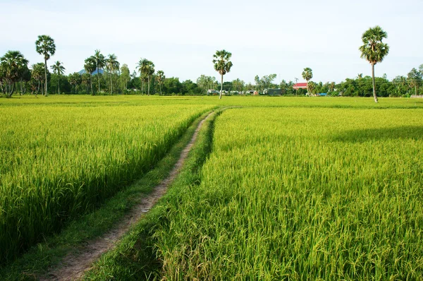 Cesta na zelené rýžové pole a palm stromy — Stock fotografie