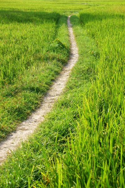 El camino en el campo de arroz verde —  Fotos de Stock