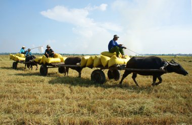 Buffalo taşıma çeltik pirinç çuvalı içinde sepeti