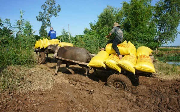 Buffalo cart transport paddy in rice sack — Stockfoto