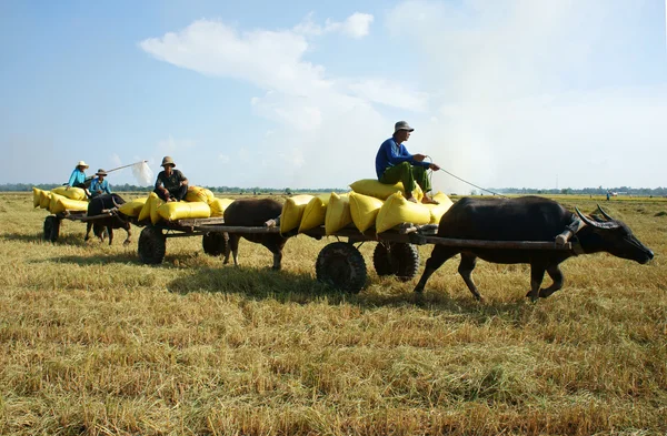 Buffalo cart transport paddy in rice sack — Stockfoto