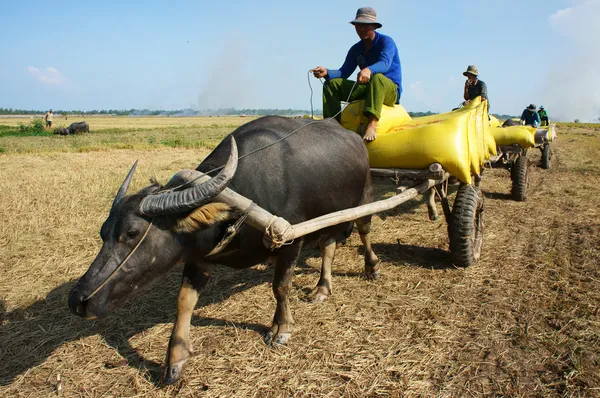 Buffalo carrinho de transporte paddy em saco de arroz — Fotografia de Stock