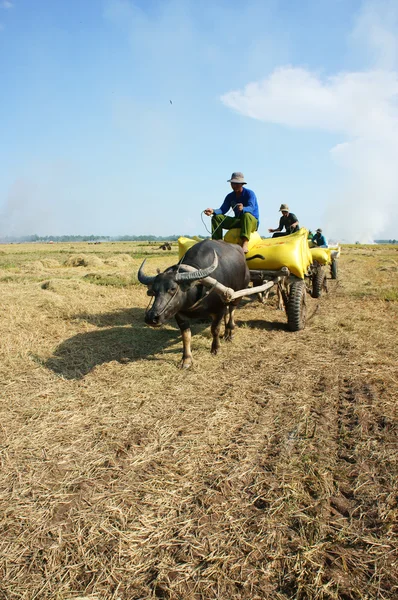 Buffalo cart transport paddy in rice sack — Stockfoto