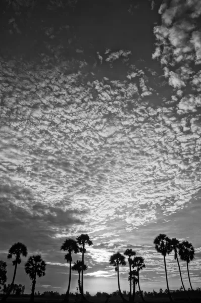 Cloudscape and palm trees in silhouette — Stock Photo, Image