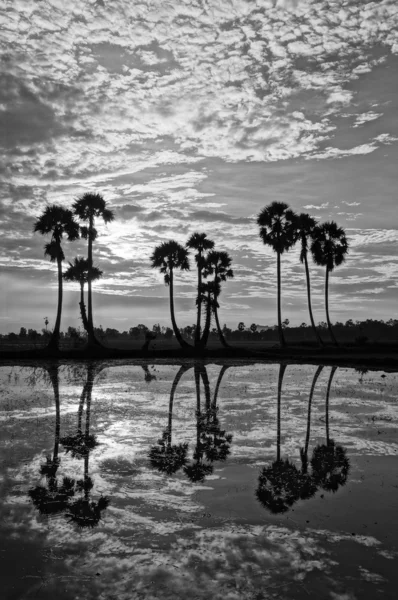 Paisagem nublada e palmeiras em silhueta refletem sobre a água — Fotografia de Stock