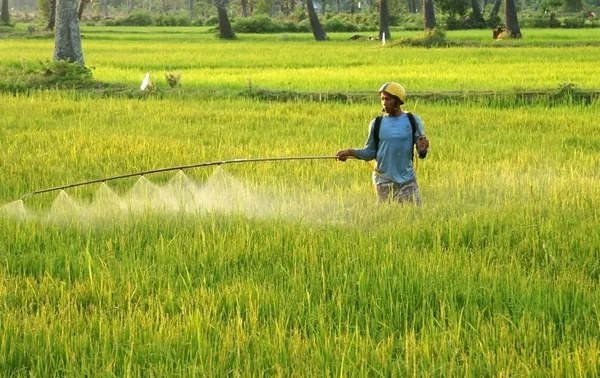 Boer spray chemicaliën op rijst veld bij zonsondergang — Stockfoto