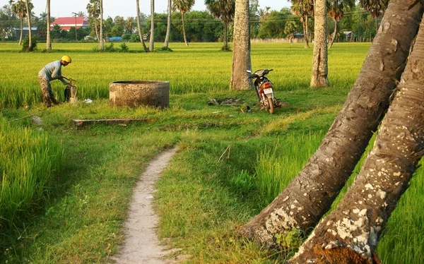 Farmer prepare spray chemicals on rice field at sunset — Stock Photo, Image