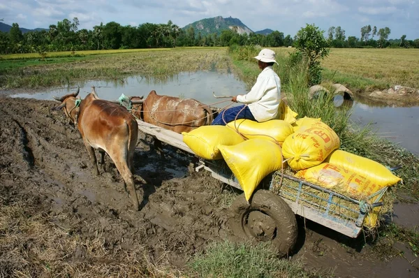Transportion paddy in rice sack by buffalo cart — Stock Photo, Image