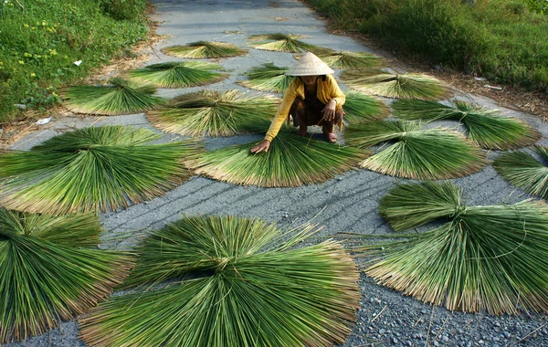 People dry rush (sedge) in sector shape — Stock Photo, Image