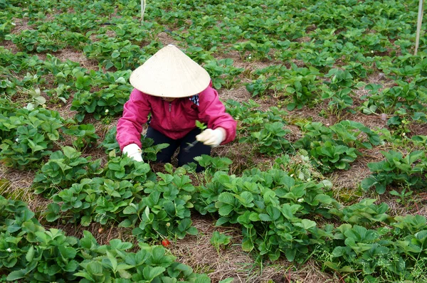Farmer working on strawberry farm — Stock Photo, Image