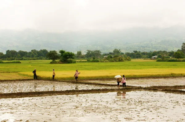 Fermier marchant sur la rizière — Photo