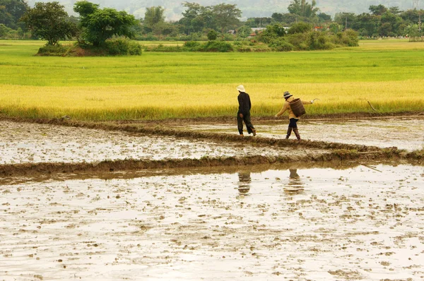 Caminante campesino en campo de arroz —  Fotos de Stock