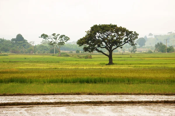 Viet Nam countryside — Stock Photo, Image