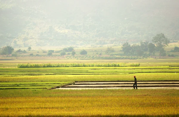 Paisagem do campo de arroz — Fotografia de Stock