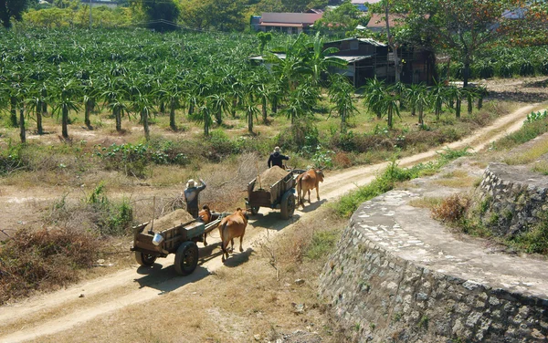 Transport par chariot à bœuf — Photo