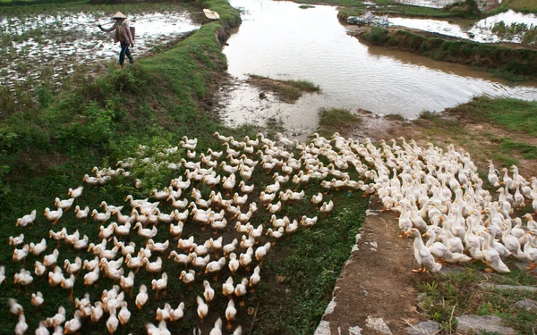 Herd of duck running on farm — Stock Photo, Image