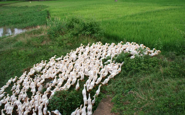 Herd of duck running in curve — Stock Photo, Image