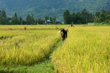 reap paddy sahada çalışan çiftçi