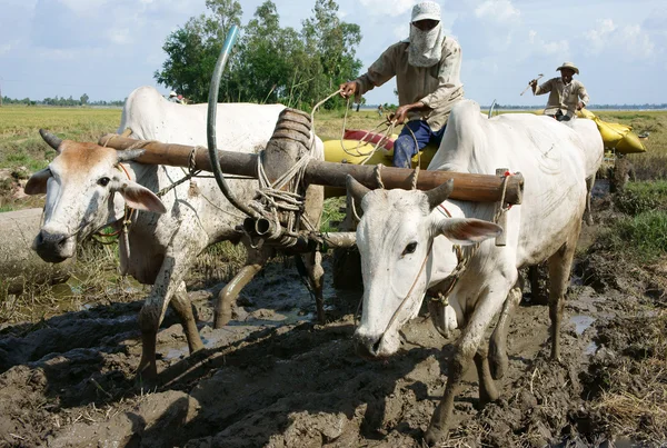 Buffalo cart transport rice in rice sack — Stock Photo, Image