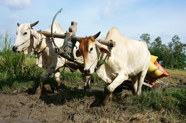 Carrito de transporte de búfalo paddy en saco de arroz —  Fotos de Stock