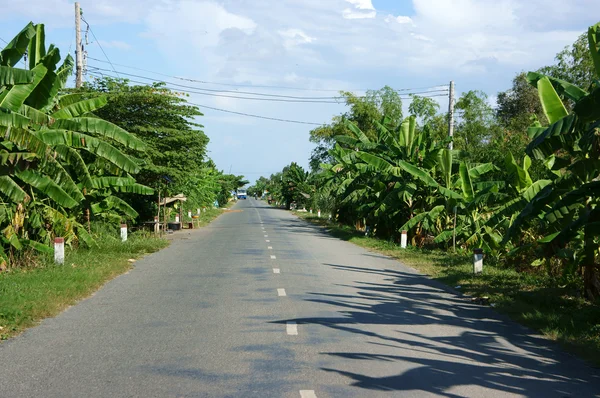 Silnice s řadou banánovníky — Stock fotografie