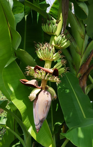 Monte de banana na árvore de banana — Fotografia de Stock