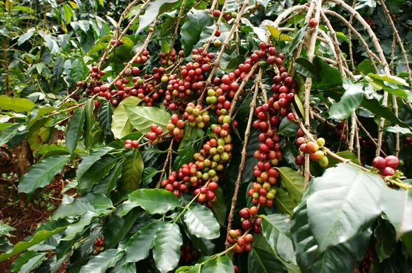 Káva strom s červenými boby — Stock fotografie