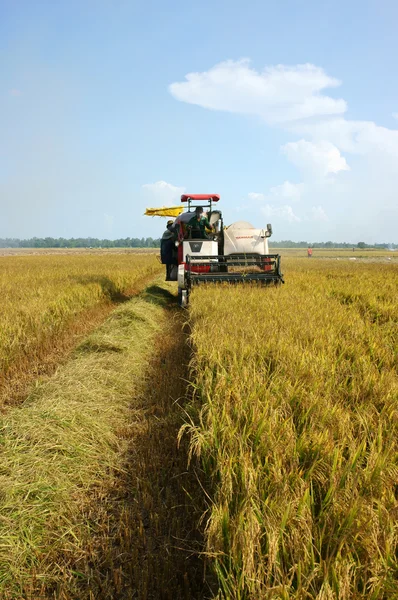 Zemědělci sklizeň rýže s kombajn — Stock fotografie