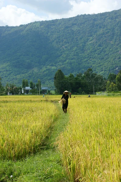 Agricultor que trabalha no campo de colheita de arroz — Fotografia de Stock