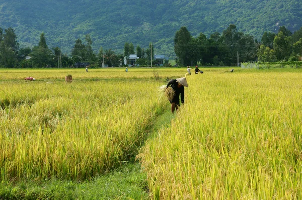 Agricultor que trabalha no campo de reap paddy — Fotografia de Stock