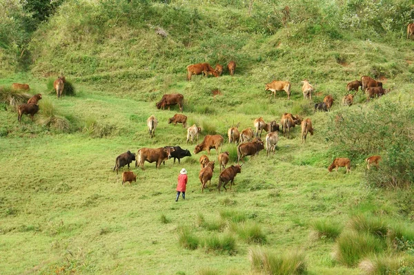 People herd a flock of oxen (cows) on grassland — Stock Photo, Image