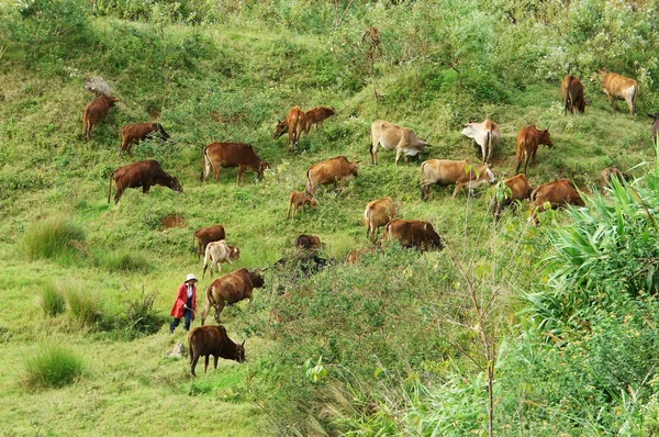 Människor besättningen en flock av oxar (kor) på gräsmark — Stockfoto