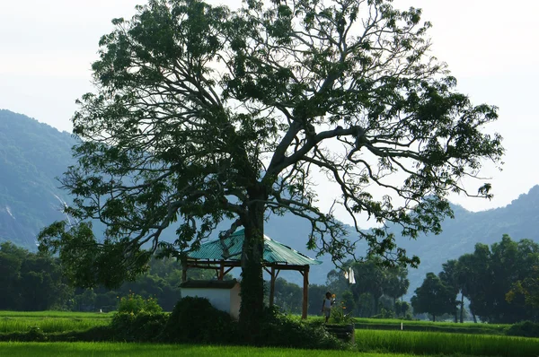 Enfants au temple sous un grand arbre sur une rizière — Photo