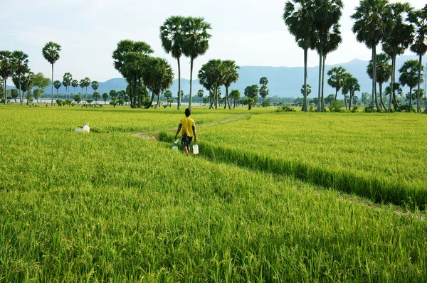 Farmer walking on green rice field — Stock Photo, Image