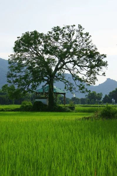 Large tree on rice field — Stock Photo, Image