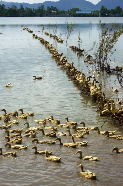 Manada de patos de pie en el río —  Fotos de Stock