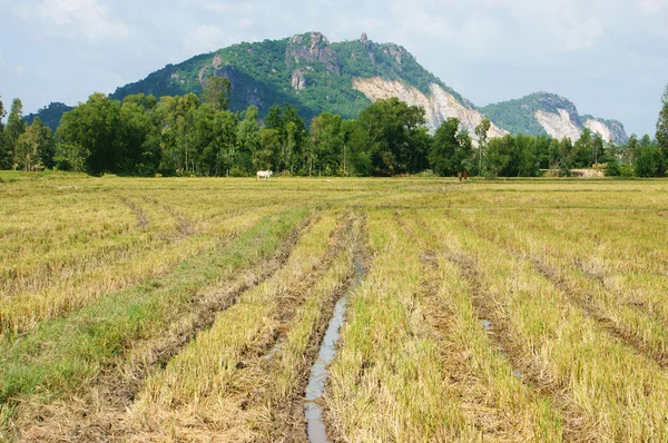 Campo de arroz colhido com cadeia montanhosa atrás — Fotografia de Stock