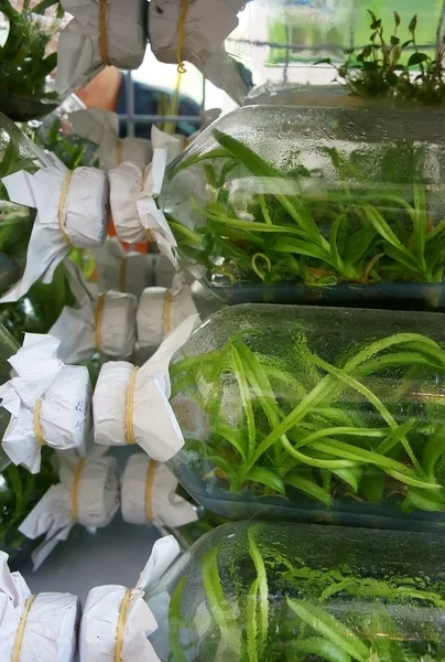 Nurseling orkide cam şişelerde — Stok fotoğraf