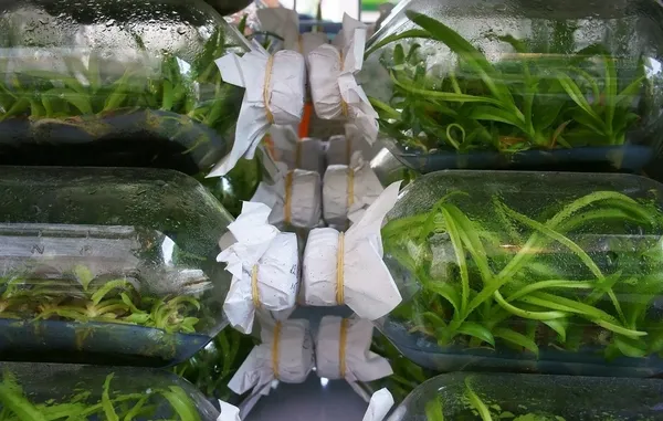 Enfermera orquídeas en botellas de vidrio — Foto de Stock