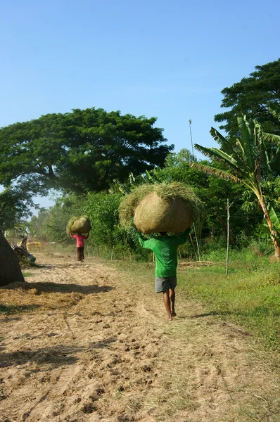 People carry rice straw on his 's head — Stock Photo, Image