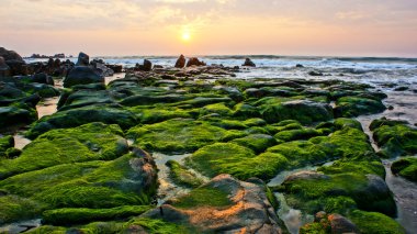 Taş, yatay yeşil yosun, şaşırtıcı, sunrise Denizi