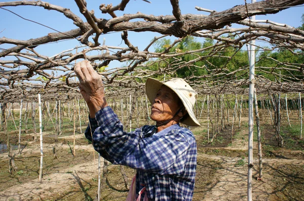 Mensen zorg wijnstokken op wijnstokken tuin — Stockfoto