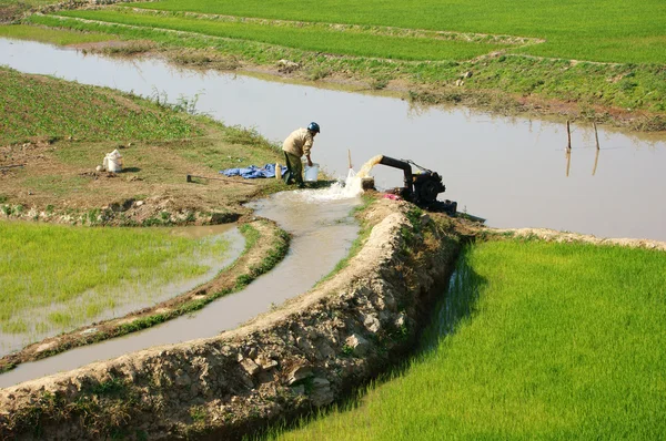 El agricultor bombea agua al campo de arroz —  Fotos de Stock