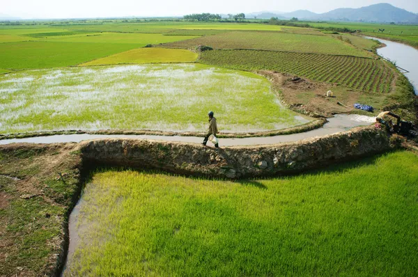 Farmer bombear água para campo de arrozal — Fotografia de Stock